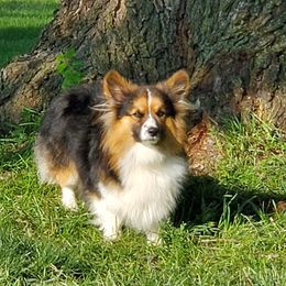 Willie - Pembroke Welsh Corgi