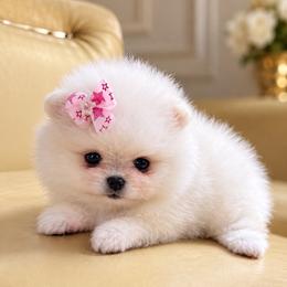 Tiffany - Cream parti female Pomeranian puppy in Grand Prairie, Texas from D’ Pomlovers