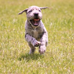 Great Dane Puppies from Tar River Great Danes