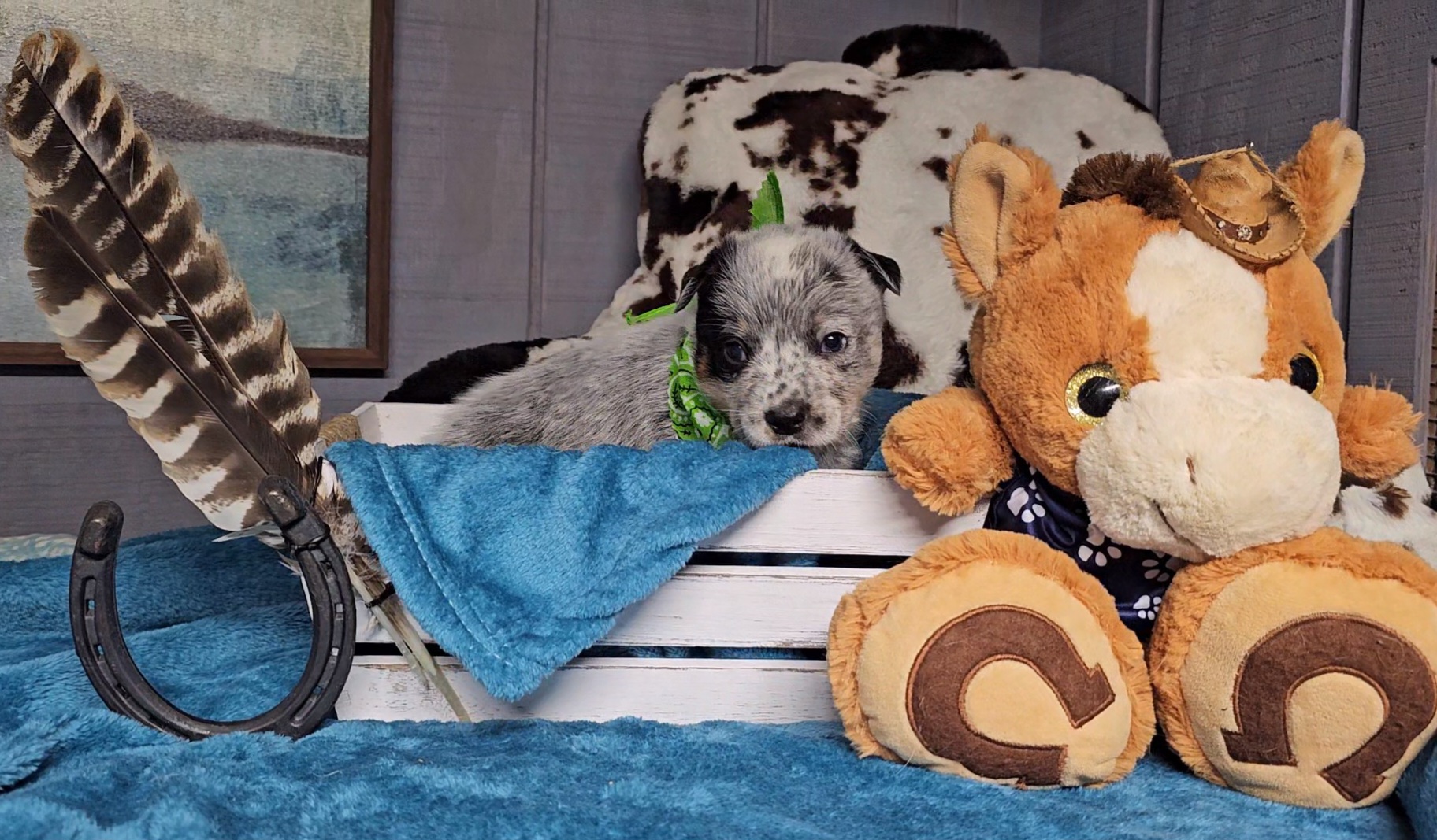 Australian Cattle Dog Puppies from Indigojos Australian Cattle Dogs
