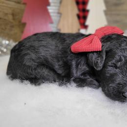 Rita - Black female Goldendoodle puppy in Woodburn, Indiana from DNLS Doodle Puppies