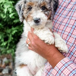 Agnes - Merle female Goldendoodle puppy in Fletcher, North Carolina from Cane Creek Goldendoodles