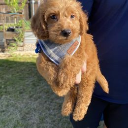 Labradoodle Puppies from Cook Doodles