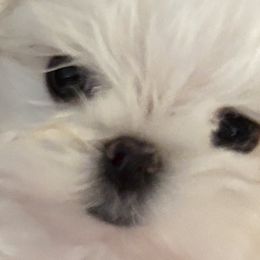 Maltese and Poodles from Denise’s Puppies
