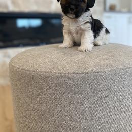 Bernedoodle, Cavapoo, Havanese, and Havapoo Puppies from Lady Paws Puppies - Cassie