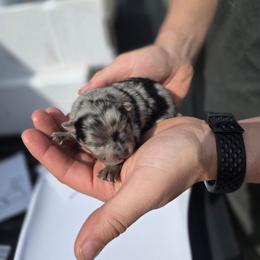 Boo - Blue merle female Pomeranian puppy in Chattanooga, Tennessee from Valley Poms