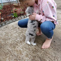 Border Collie Puppies from Cascade Sun Kennels