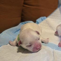 Rosie - White female Maltese puppy in Jacksonville, North Carolina from Grantham Maltese