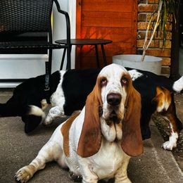 Kali - Basset Hound