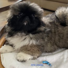 Pekingese Puppies from Peke'Lets Pekingese
