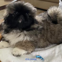 Pekingese Puppies from Peke'Lets Pekingese