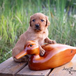 Girl 4 - Dark golden Golden Retriever puppy in Anderson, California from Redtail Golden Retrievers
