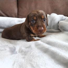 White - Chocolate and tan female Dachshund puppy in Isabel, South Dakota from Little Blessings Doxies