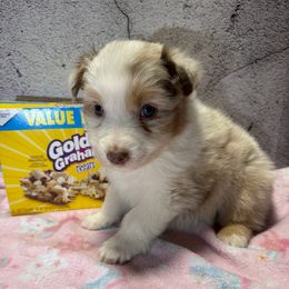 Gram - Red merle male Australian Shepherd puppy in Warsaw, Missouri from Siercks Ranch Aussies