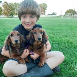 Ava - Dachshund