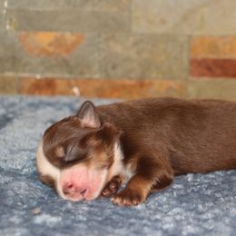 Twist - Red tri male Miniature Australian Shepherd puppy in Goliad, Texas from Sassy Lil Aussies and Diamond W Poodles