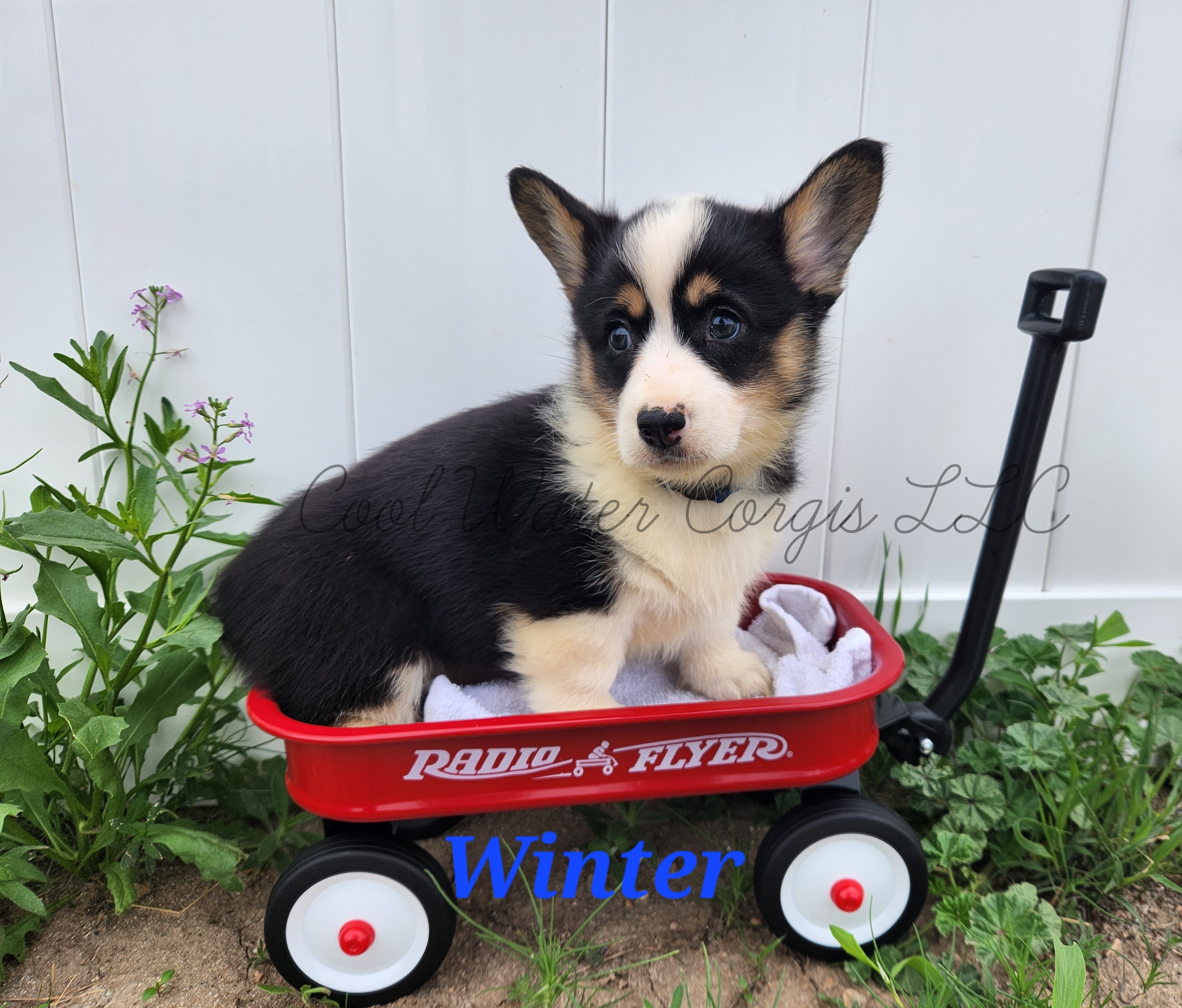 ❄️Winter❄️ - Black and tan Pembroke Welsh Corgi puppy in Kiowa, Colorado from Cool Water Corgis LLC