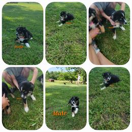 Toy Australian Shepherd Puppies from High Point Toy Aussies