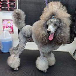 Gomey - Poodle