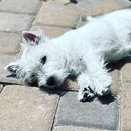 West Highland White Terrier Puppies from Elvador West Highland White Terriers