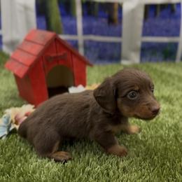 Chocolate and Tan Longhair Male - Chocolate and tan male Dachshund puppy in Killeen, Texas from Southern Dachshunds