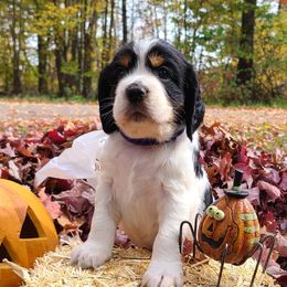 English Springer Spaniels from MN Whispering Pines Springers