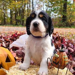 English Springer Spaniels from MN Whispering Pines Springers