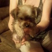 Shorkie puppies from Christina Grafe's Shorkies