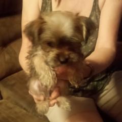 Shorkie puppies from Christina Grafe's Shorkies