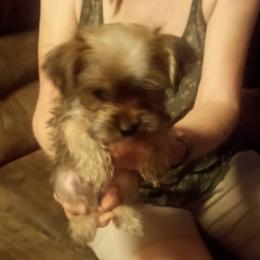 Shorkie puppies from Christina Grafe's Shorkies