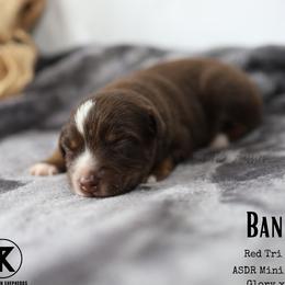 Banks RTM - Red tri male Miniature Australian Shepherd puppy in Nacogdoches, Texas from TK Standard, Mini, & Toy Aussies