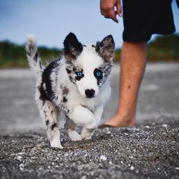 Border Collie and Maremma Sheepdog Puppies from 2J 2K Border Collies