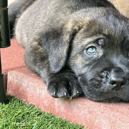 Bear - Black brindle male Cane Corso puppy in Dunnellon, Florida from High Royal Kennel