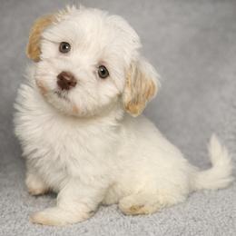 Havanese Puppies from Colhaven Havanese