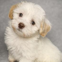 Havanese Puppies from Colhaven Havanese