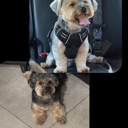 Coco and Taco - Black and tan male Yorkshire Terrier puppy in Apopka, Florida from Yorkies Parti of 4