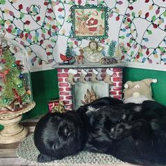 Havana Silk Dog Puppies from Joyful Heart Silks