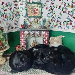 Havana Silk Dog Puppies from Joyful Heart Silks