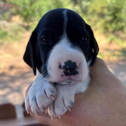Rosemary - lime green collar - Black and white female German Shorthaired Pointer puppy in Mokelumne Hill, California from Underhill GSP