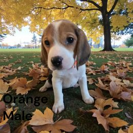 M and M - White black and tan male Beagle puppy in Springville, Pennsylvania from Tracker Sky Beagles