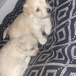 Maltipoo Puppies from Tosha Maltipoos