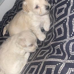 Maltipoo Puppies from Tosha Maltipoos