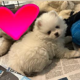 Pixie - White female Pomeranian puppy in Rhode Island from Heartfelt Kennels