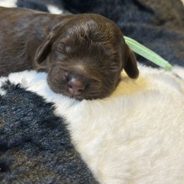 Charlotte - Brown female Cockapoo puppy in Lake Tansi, Tennessee from Davis cockapoos
