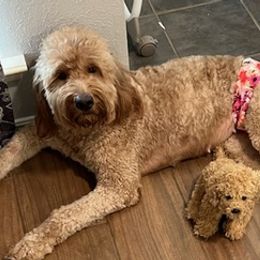 Goldendoodles from Jamison Goldendoodles