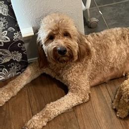 Goldendoodles from Jamison Goldendoodles