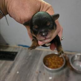 Pluto - Black & tan tri-color male Maltipoo puppy in Everett, Washington from Meadows Ranch