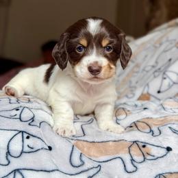 Andy - Piebald male Dachshund puppy in Hornbeck, Louisiana from A&Z Mini Dachshunds