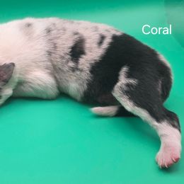 Coral - Blue merle male Border Collie puppy in Itasca, Texas from KMA Ranch