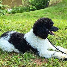 Prada - Poodle